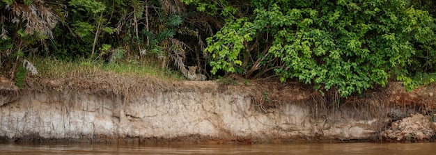 Jaguar américain dans l'habitat naturel de la jungle sud-américaine