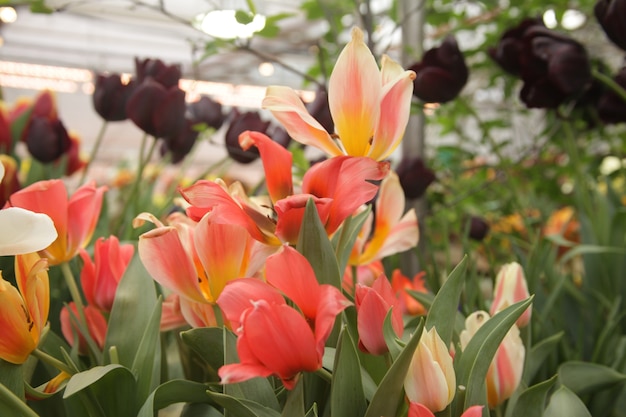 Jardin de belles tulipes colorées