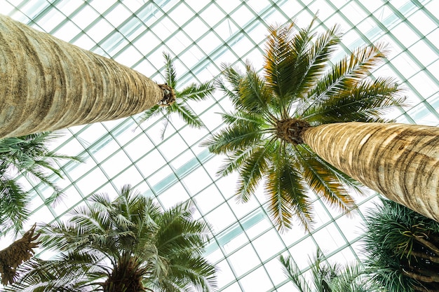 Jardin fleuri et forêt de serre pour les voyages