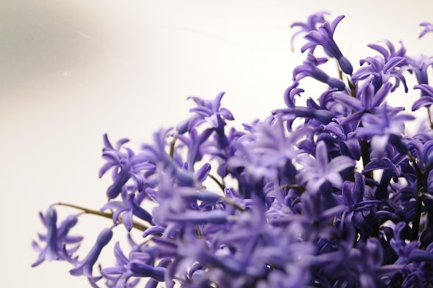 Jardin hollandais commun Hyacinthe (Hyacinthus Orientalis) Close Up. Hyacinthus orientalis macro fleurs, jardin hyacinthe ampoules, bokeh arrière-plan. Fleur de hyacinthus sur blanc