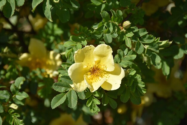Jardin avec un joli rosier jaune fleuri.
