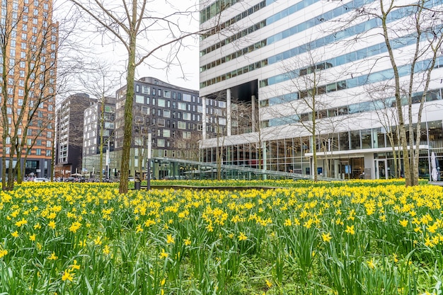 Jardin avec de nombreuses fleurs de champ jaune près de grands gratte-ciel