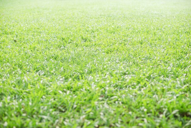 Jardin avec pelouse lumineuse