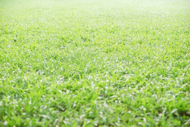 Jardin avec pelouse lumineuse