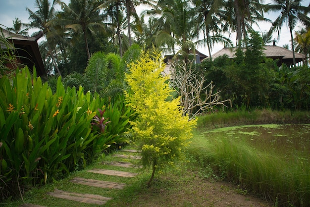 Jardin tropical luxuriant