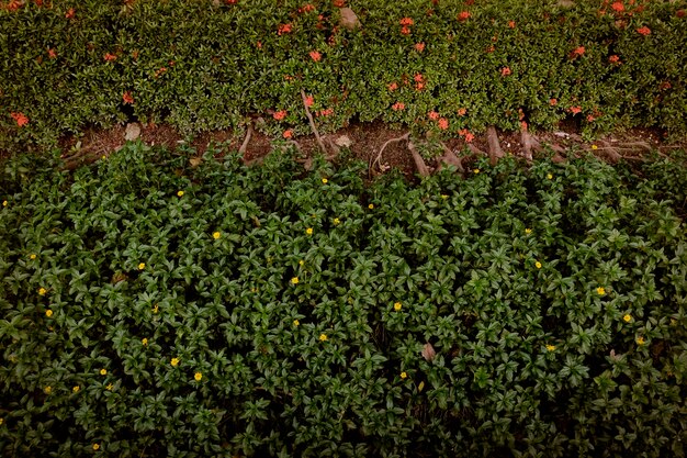 Jardin verdure petit champ minuscule