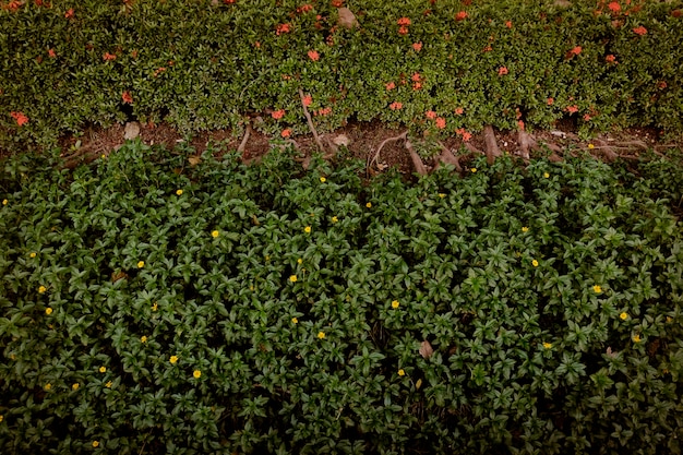 Jardin verdure petit champ minuscule