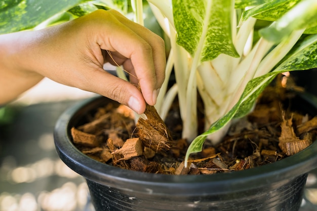 Photo gratuite jardinage