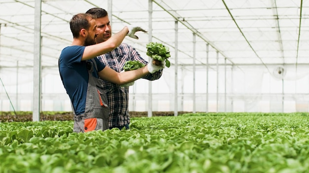 Photo gratuite jardinier agronome tenant une salade fraîche et saine biologique montrant à un homme d'affaires agricole discutant de la nutrition des légumes dans une plantation de serre hydroponique. notion d'agriculture