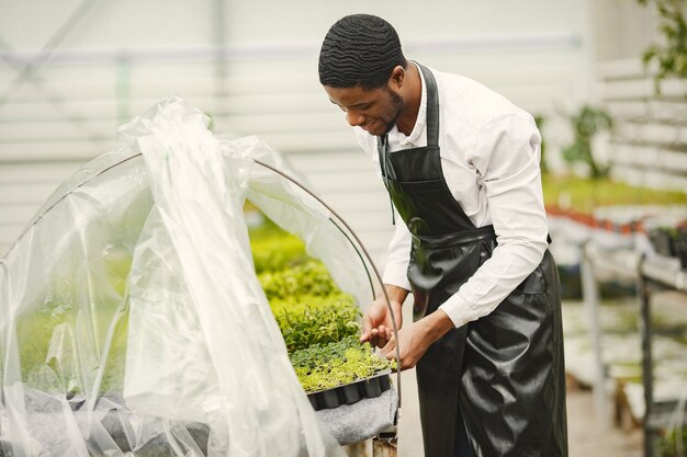 Jardinier dans un tablier. Guy africain dans une serre. Fleurs dans un pot.