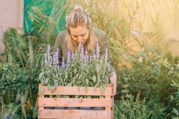 Photo gratuite jardinier femelle sentant les plantes de lavande dans la caisse à la pépinière