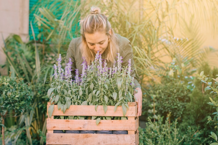 Photo gratuit jardinier femelle sentant les plantes de lavande dans la caisse à la pépinière