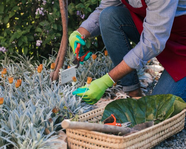 Jardinier mâle récoltant la fleur avec un sécateur