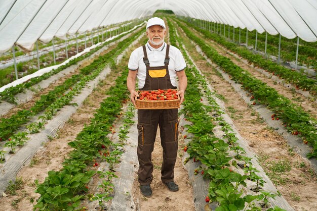 Jardinier mature tenant un panier plein de fraises fraîches