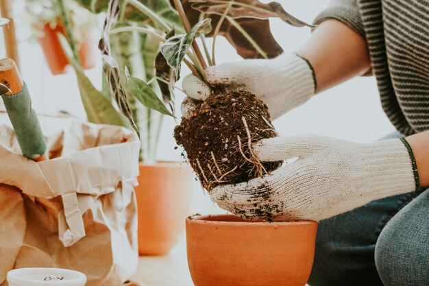 Jardinier rempotant une plante d'intérieur à l'intérieur de sa maison