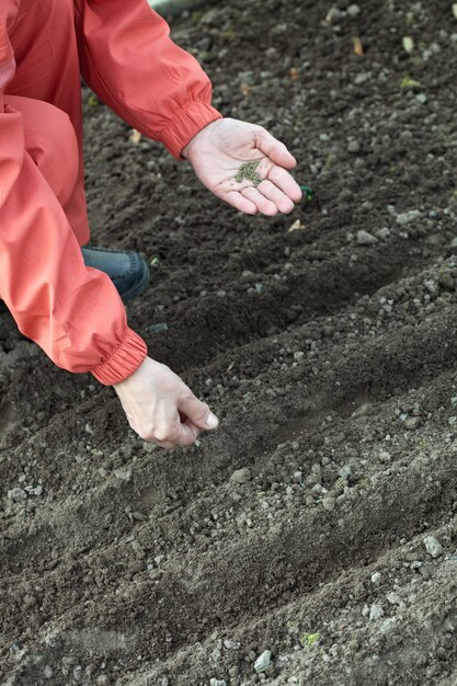 Le jardinier sème des graines dans le sol