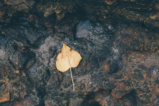 Photo gratuite jaune feuille de pho sur le sol.