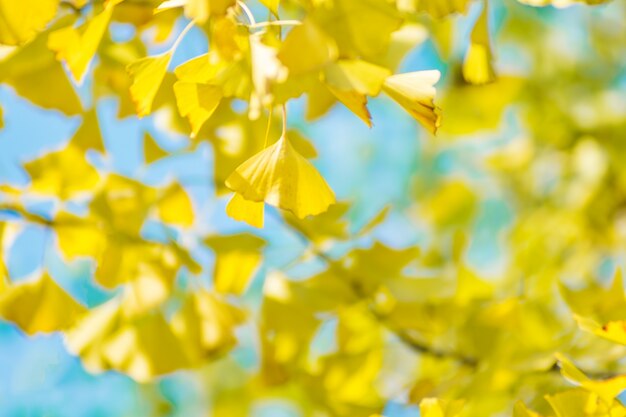 Jaune motif jardin saison lumière