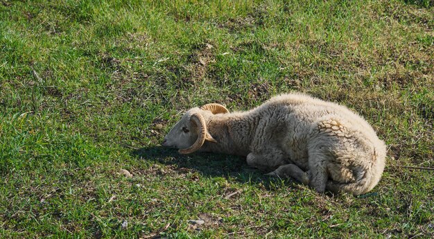 Un jeune agneau dort dans un pré une ferme écologique élevant des animaux dans une ferme Ramadan