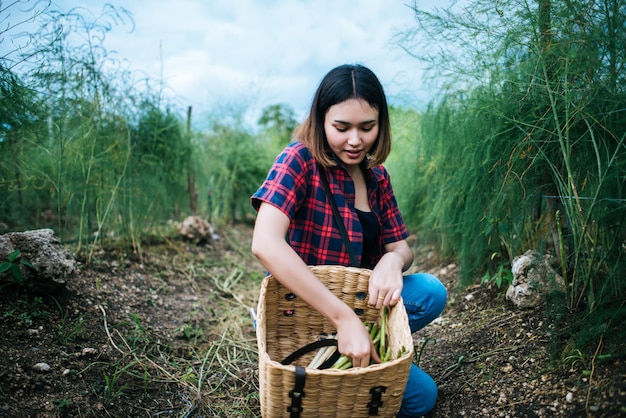 Jeune agriculteur récolte des asperges fraîches avec la main dans le panier.