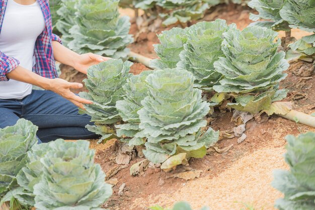 jeune agricultrice travaillant dans les champs et vérifiant les plantes de chou kale décoratif