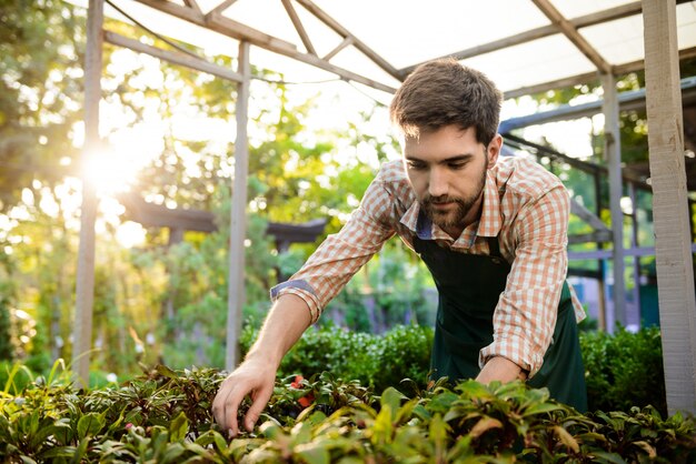 Jeune beau jardinier gai souriant, en prenant soin des plantes