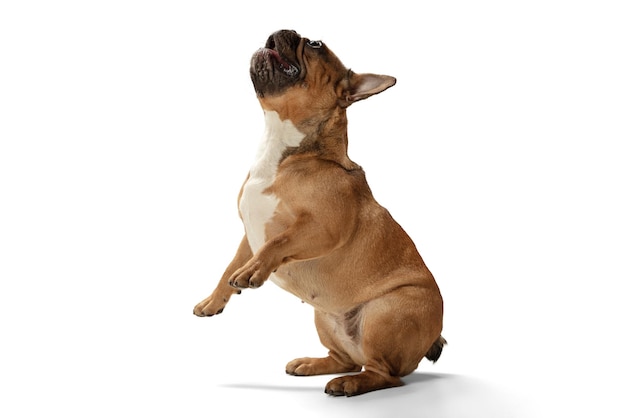 Photo gratuite jeune bouledogue français brun jouant isolé sur fond blanc studio