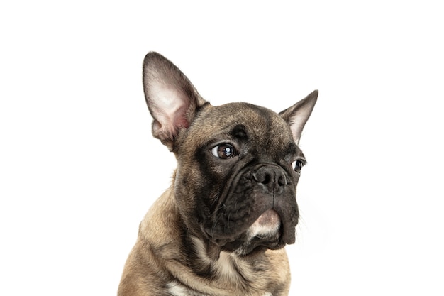 Jeune bouledogue français brun jouant isolé sur un mur de studio blanc