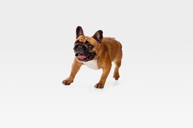 Jeune bouledogue français pose