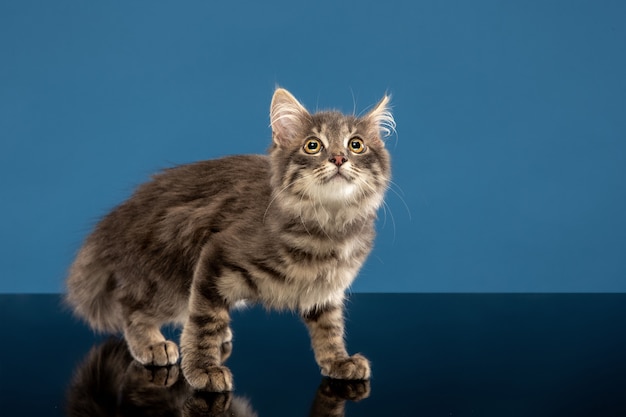 Jeune chat ou chaton assis devant un bleu. Animal flexible et joli.