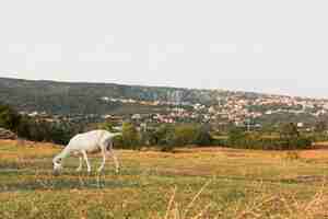 Photo gratuite jeune chèvre mangeant de l'herbe dans le pré