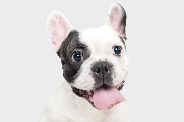 Le jeune chien de bouledogue français pose le chien blanc et noir espiègle mignon sur le blanc