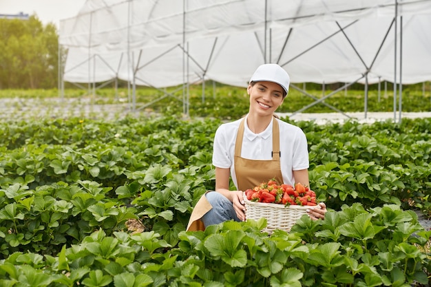 Jeune femme récolte des fraises en serre