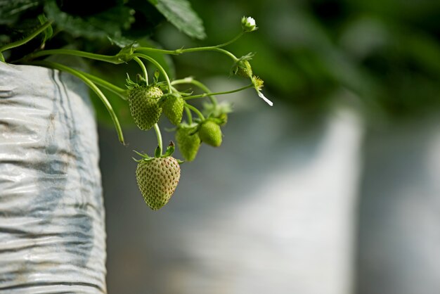 Jeune fraise immature sur sa branche avec une plante à feuilles