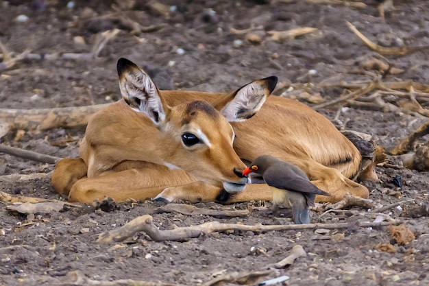 Photo gratuite jeune impala avec pique-bœuf à bec rouge dans la nature