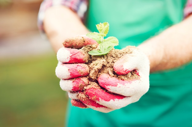 Jeune plant en coupe dans les mains