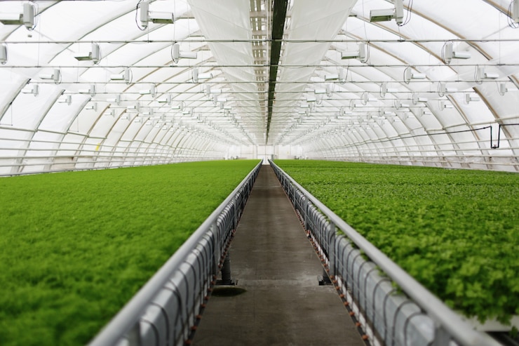 Photo gratuit les jeunes plantes poussant dans une très grande serre commerciale