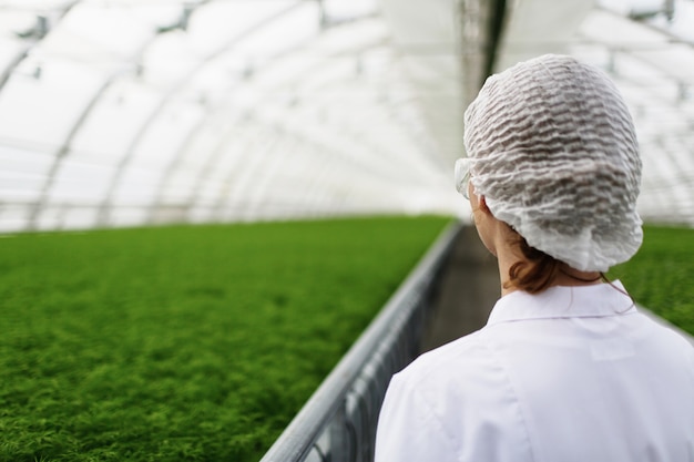 Photo gratuite les jeunes scientifiques agricoles à la recherche de plantes et de maladies dans une serre avec du persil