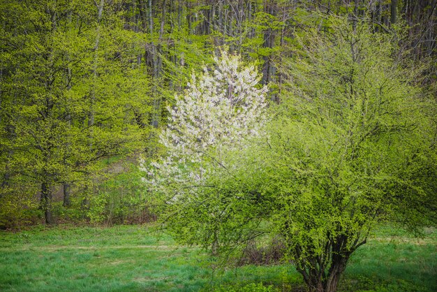 Joli arbre feuillu