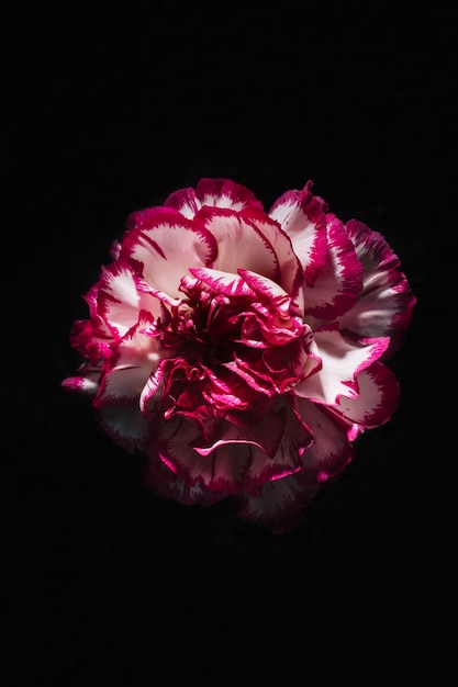 Photo gratuite joli carnation sur noir