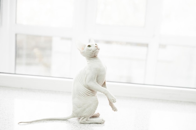 Un joli chat don sphynx blanc assis sur un rebord de fenêtre blanc sur fond blanc