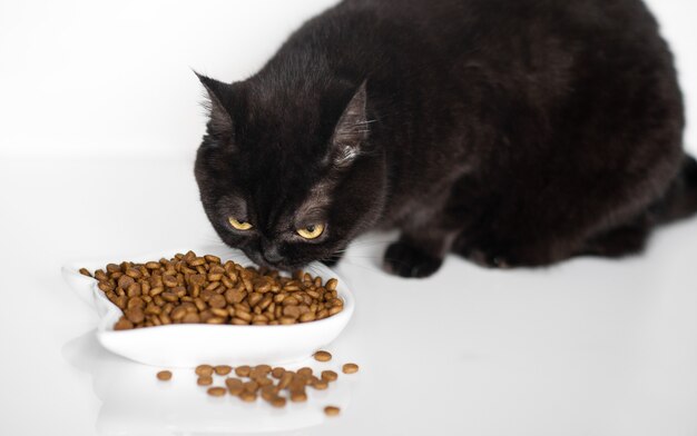 Chat Chat Noir Maladivement Moche Photo Premium