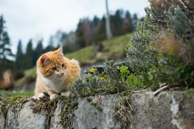 Joli chat orange jouant avec de l'herbe