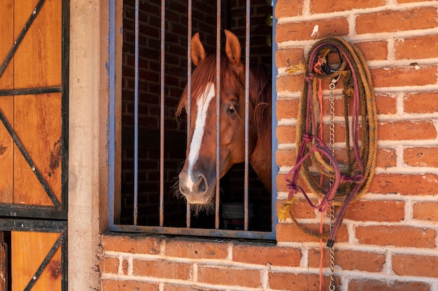 Joli cheval en bonne santé dans l'écurie