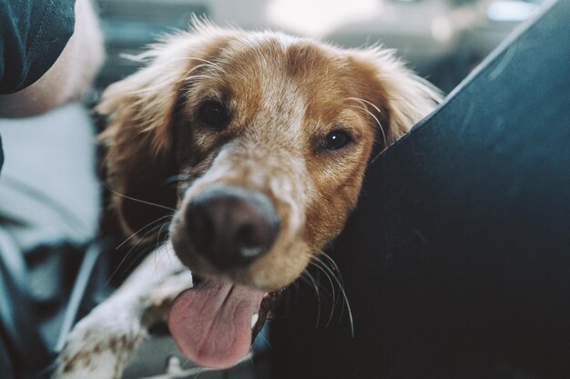 Joli chien blanc et rouge assis dans la voiture