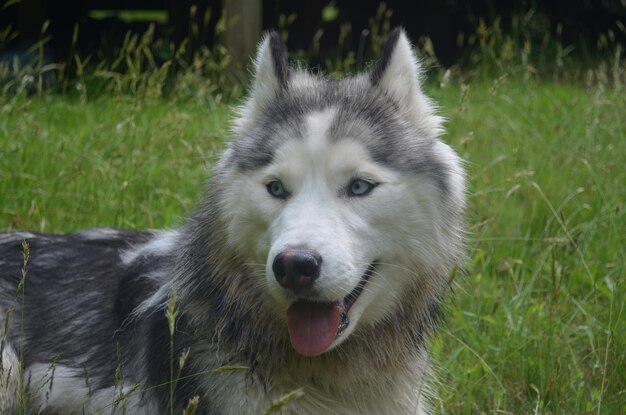Joli chien husky sibérien aux yeux bleus portant dans l'herbe.