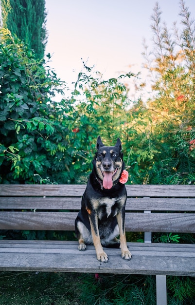 Photo gratuite joli chien avec un œil de chaque couleur et une fleur sur le cou, assis sur un banc dans un parc