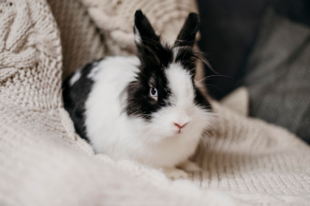 Joli lapin noir et blanc sur une couverture en tricot