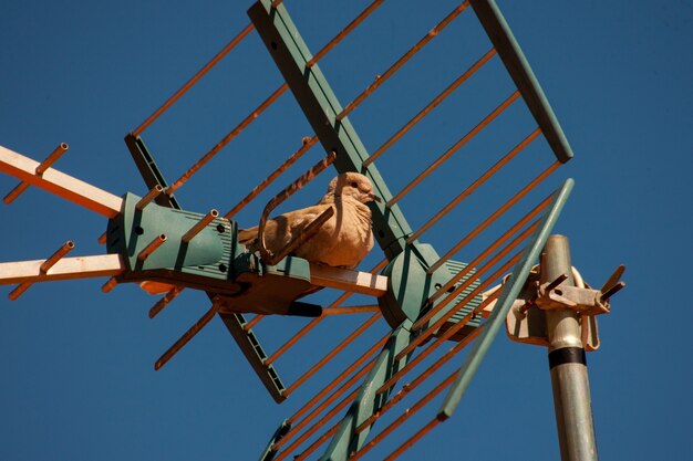 Jolie colombe brune assise sur une antenne