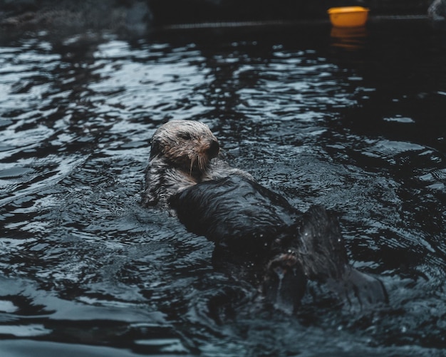 Jolie loutre de mer plongeant dans une mer